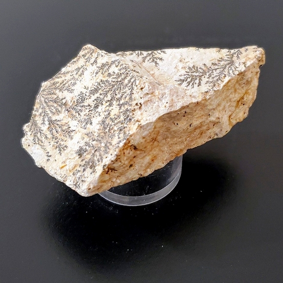 Manganese Iron Oxide Dendrites on Limestone - Stone Tree Rock - Picture 1 of 7